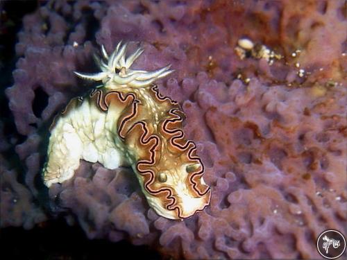 Glossodoris sp. from Indonesia