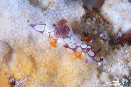 Trapania scurra from Oman