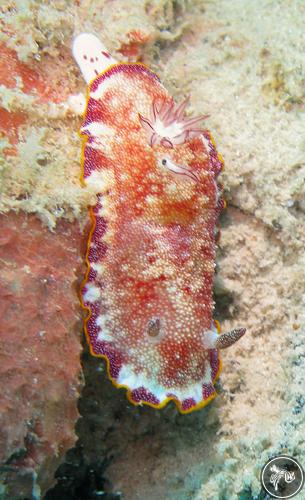 Goniobranchus reticulatus from Madagascar