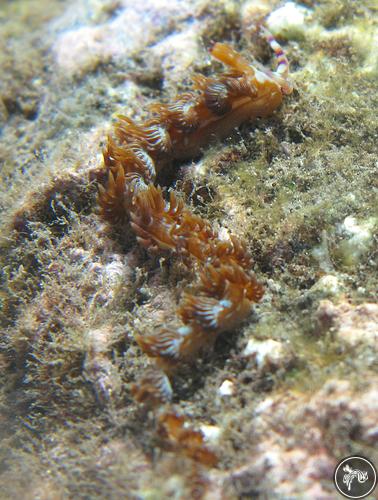 Pteraeolidia ianthina from Réunion