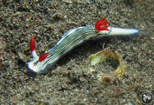 Hypselodoris maritima from Réunion