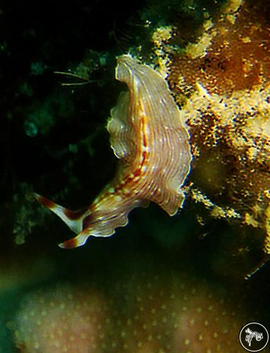 Prostheceraeus sp. from Subic Bay, Philippines