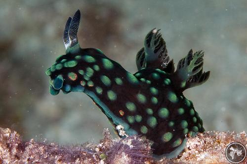 Nembrotha cristata from Indonesia