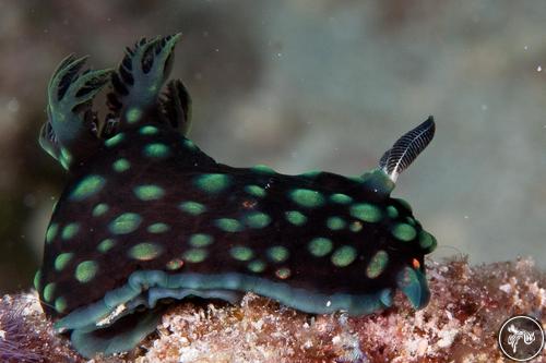 Nembrotha cristata from Indonesia