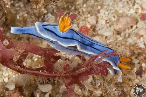 Chromodoris sp. from Indonesia