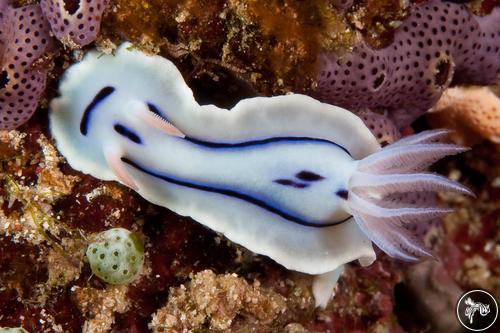 Chromodoris lochi from Indonesia