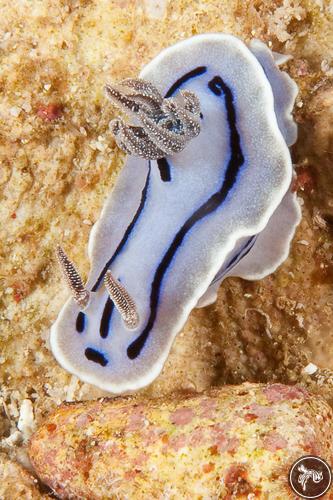 Chromodoris willani from Indonesia