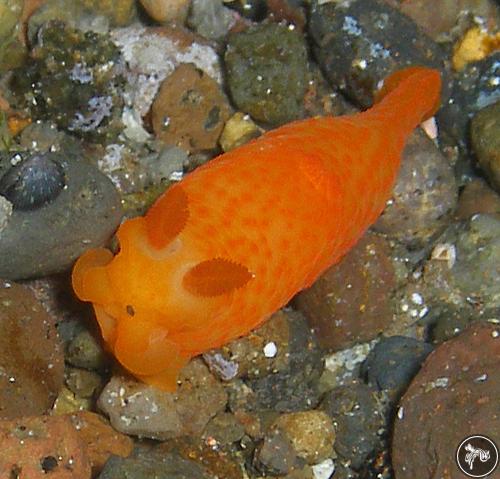 Gymnodoris citrina from Alor, Indonesia