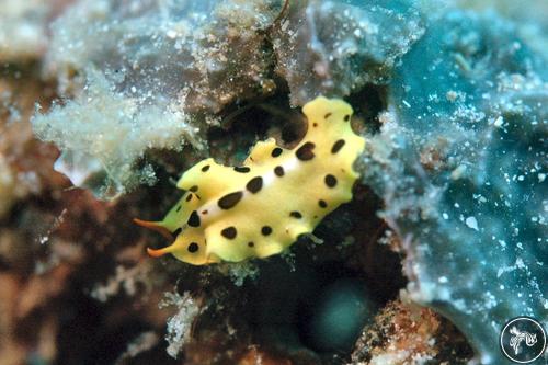 Eurylepta sp. from Lembeh, Indonesia