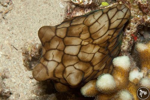 Coriocella nigra from North Sulawesi, Indonesia