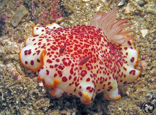 Goniobranchus reticulatus from Myanmar