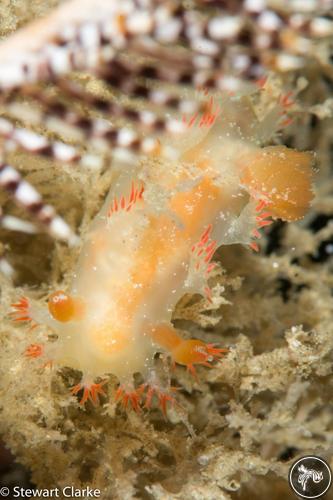 Kaloplocamus sp. from Fujairah, United Arab Emirates