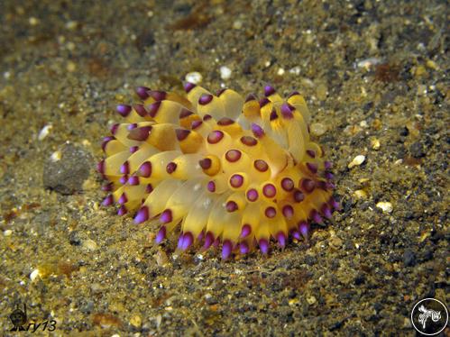 Janolus savinkini from Lembeh, Indonesia