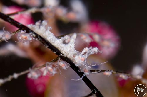 Myja longicornis from Raja Ampat, Indonesia