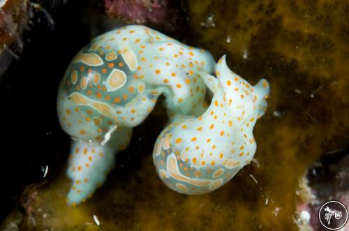 Haminoea cymbalum from Raja Ampat, Indonesia