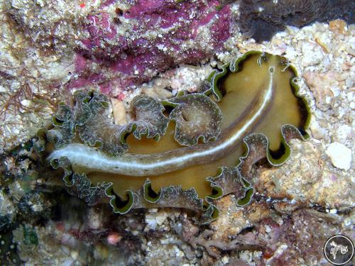 Pseudobiceros flowersi from Davao, Philippines