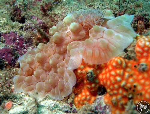 Dendrodoris carbunculosa from Watamu, Kenya