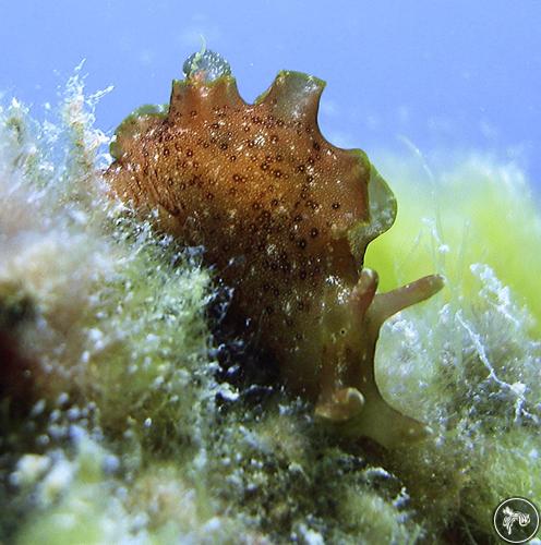 Aplysia oculifera from Watamu, Kenya