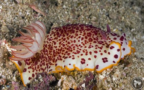 Goniobranchus reticulatus from Myanmar