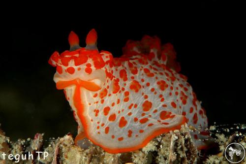 Gymnodoris sp. from Indonesia