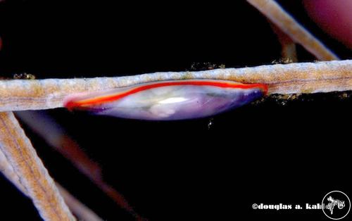 Cymbovula bahamaensis from Saint Vincent, Saint Vincent And The Grenadines