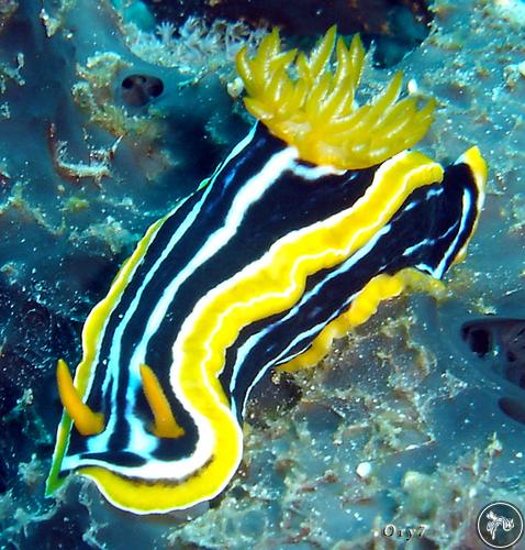 Chromodoris africana from Sudan