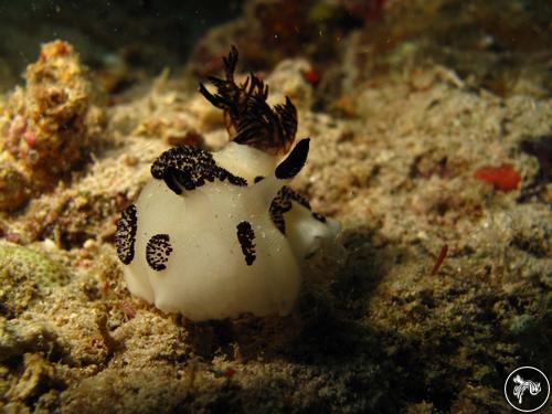 Jorunna funebris from Indonesia