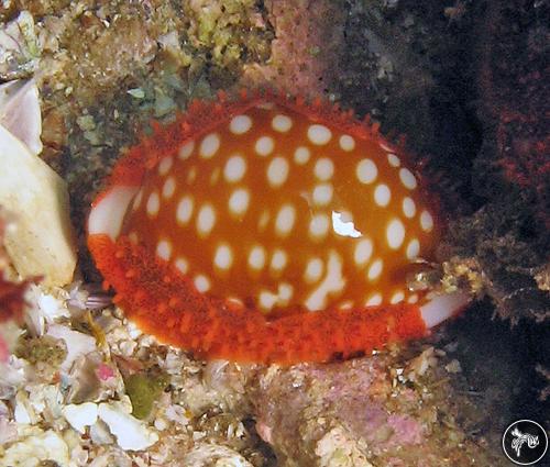 Cypraea cribraria from Mergui Archipelago, Myanmar