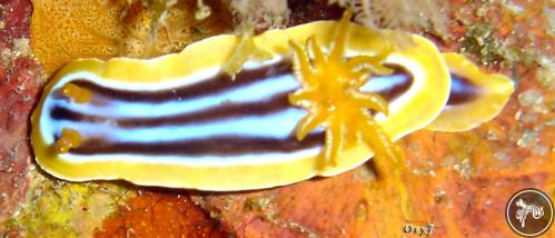 Chromodoris quadricolor from Sudan