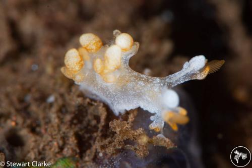 Bornella sp. from Bali, Indonesia