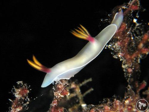 Hypselodoris bullockii from Malaysia