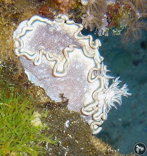 Glossodoris hikuerensis from Sudan