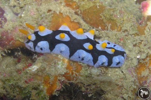 Phyllidia picta from PNG