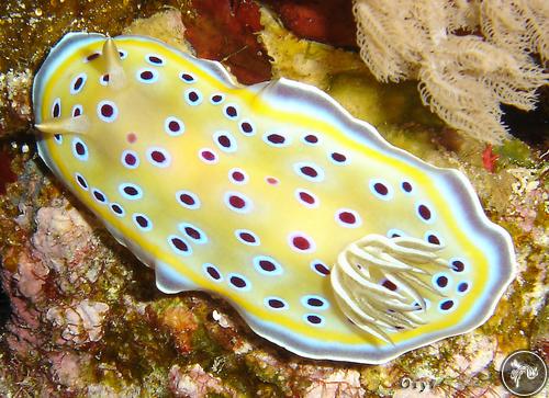 Goniobranchus geminus from Saudi Arabia