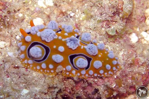 Phyllidia ocellata from PNG