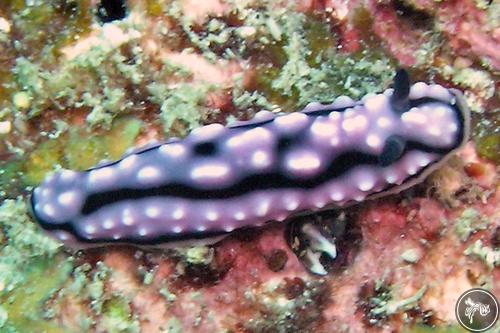 Phyllidiella lizae from PNG