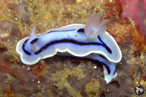 Chromodoris lochi from PNG