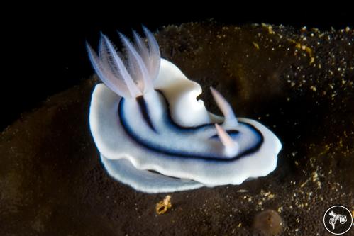 Chromodoris lochi from Indonesia