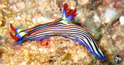 Nembrotha sp. from Tanzania