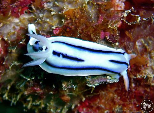 Chromodoris lochi from Australia