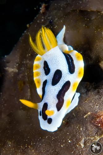 Chromodoris dianae from Indonesia