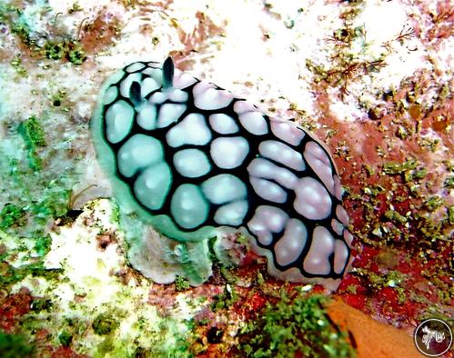 Phyllidiella cooraburrama from Australia