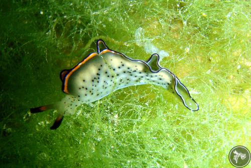 Elysia ornata from Iran