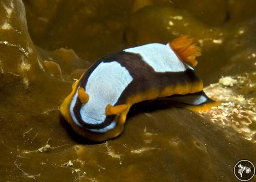 Chromodoris westraliensis from Australia