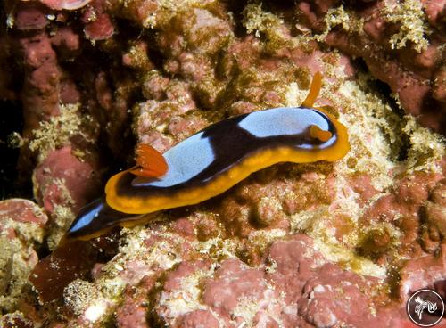 Chromodoris westraliensis from Australia