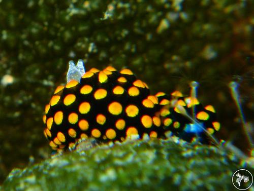 Stiliger aureomarginatus from North East Coast, Taiwan