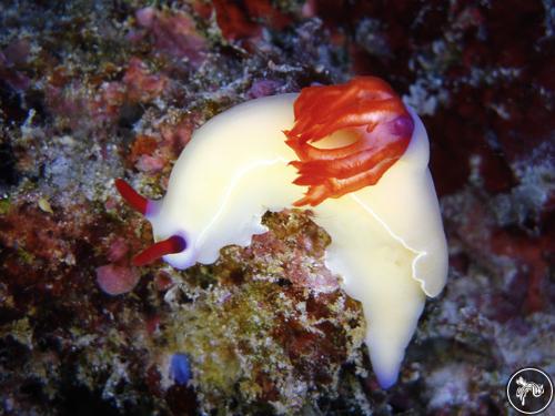 Hypselodoris bullockii from Indonesia