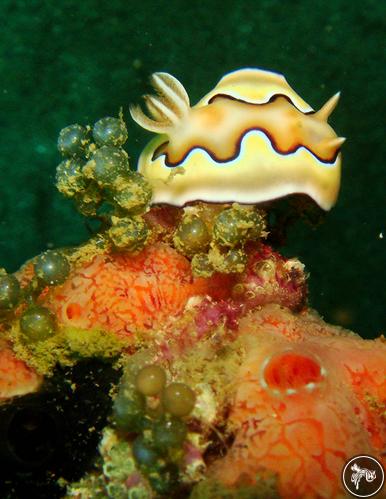 Goniobranchus coi from Philippines