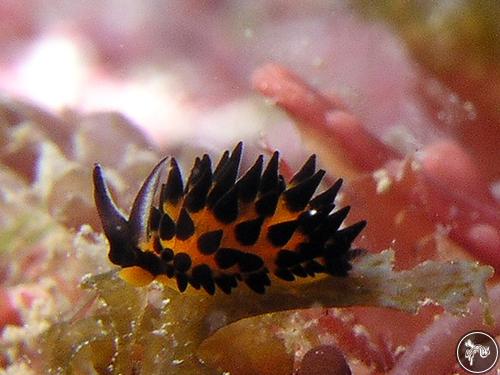 Placida cremoniana from Long Dong, Taiwan