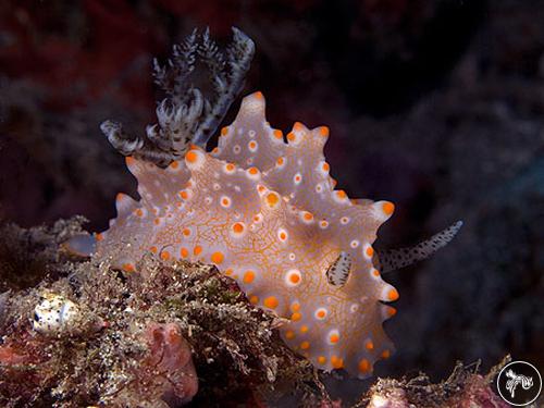 Halgerda batangas from Timor-Leste